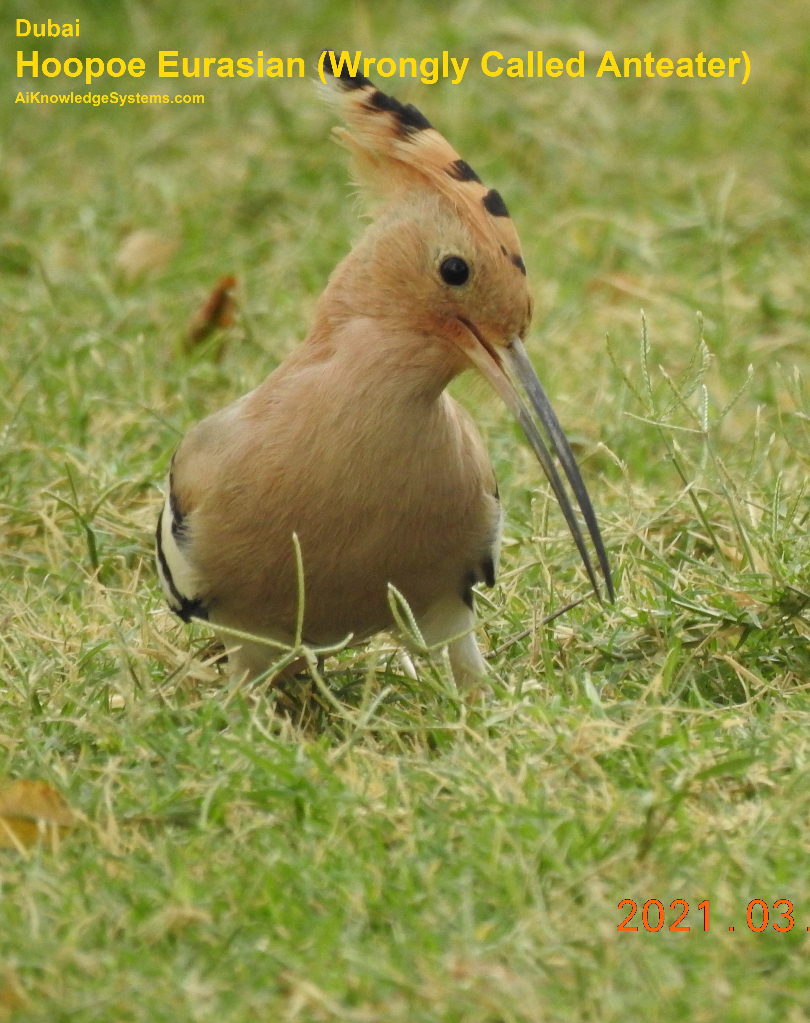 Hoopoe Eurasian (40) Coming Soon